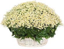 Цветочная композиция из Ромашки в корзине #REPLACE_PRED# Синдор